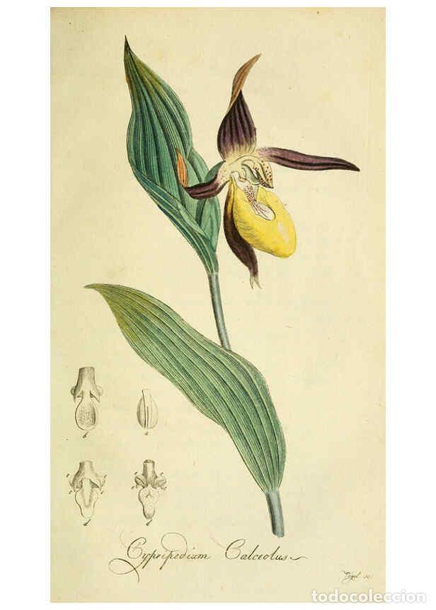 Collection Magazines and Newspapers: Reproducci&oacute;n/Reproduction 6032627715: Flora Europaea inchoata. fasc.1-7. Norimbergae :Ex Officina Ra