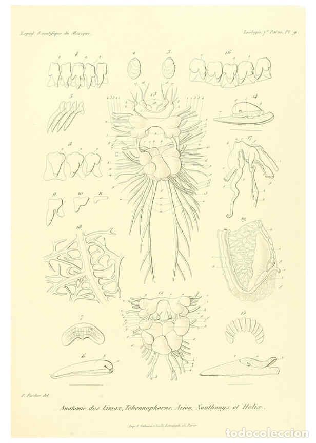 Collection Magazines and Newspapers: Reproducci&oacute;n/Reproduction 6033126416: &Eacute;tudes sur les mollusques terrestres et fluviatales du Mexique