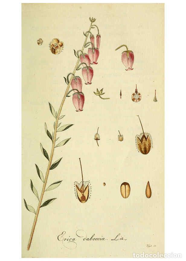 Collection Magazines and Newspapers: Reproducci&oacute;n/Reproduction 6032626957: Flora Europaea inchoata. fasc.1-7. Norimbergae :Ex Officina Ra