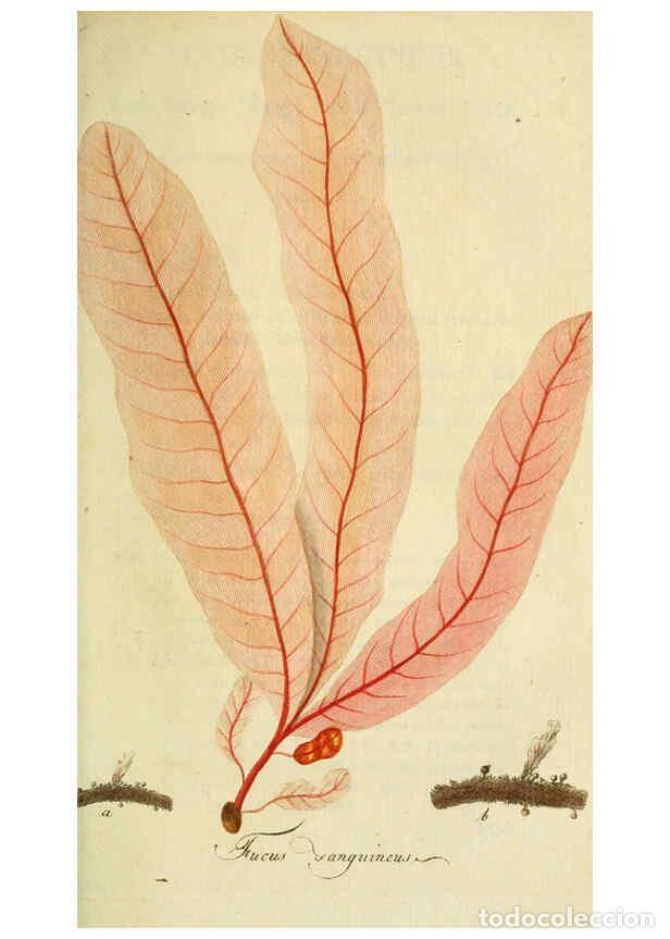 Collection Magazines and Newspapers: Reproducci&oacute;n/Reproduction 6033189616: Flora Europaea inchoata. fasc.1-7. Norimbergae :Ex Officina Ra