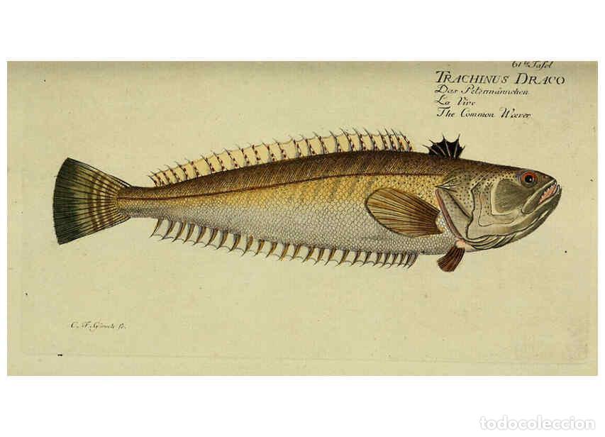 Collection Magazines and Newspapers: Reproducci&oacute;n/Reproduction 6032450391: D. Marcus Elieser Bloch's, aus&uuml;benden Arztes zu Berlin. Atlas.