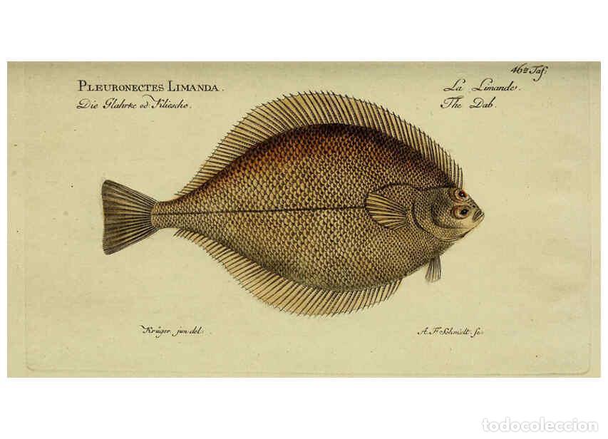 Collection Magazines and Newspapers: Reproducci&oacute;n/Reproduction 6033003700: D. Marcus Elieser Bloch's, aus&uuml;benden Arztes zu Berlin. Atlas.