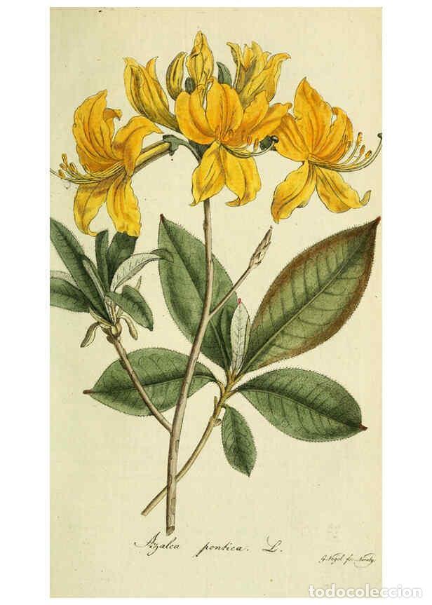 Collection Magazines and Newspapers: Reproducci&oacute;n/Reproduction 6033191072: Flora Europaea inchoata. fasc.1-7. Norimbergae :Ex Officina Ra