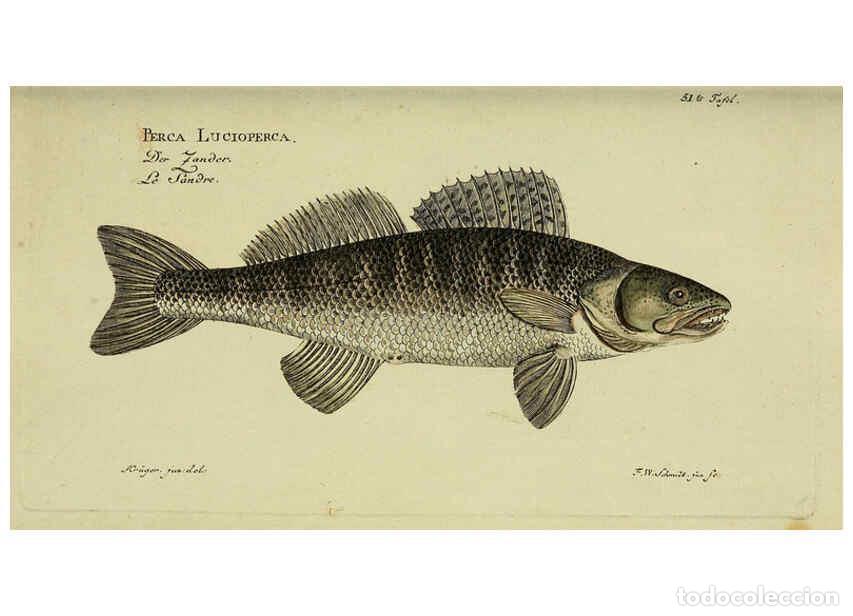 Collection Magazines and Newspapers: Reproducci&oacute;n/Reproduction 6033005282: D. Marcus Elieser Bloch's, aus&uuml;benden Arztes zu Berlin. Atlas.