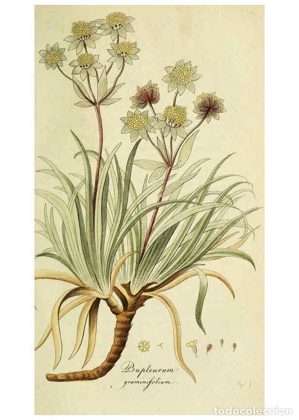 Collection Magazines and Newspapers: Reproducci&oacute;n/Reproduction 6033193040: Flora Europaea inchoata. fasc.1-7. Norimbergae :Ex Officina Ra