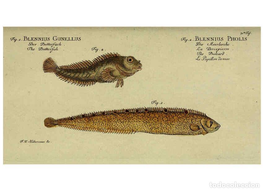 Collection Magazines and Newspapers: Reproducci&oacute;n/Reproduction 6032453387: D. Marcus Elieser Bloch's, aus&uuml;benden Arztes zu Berlin. Atlas.