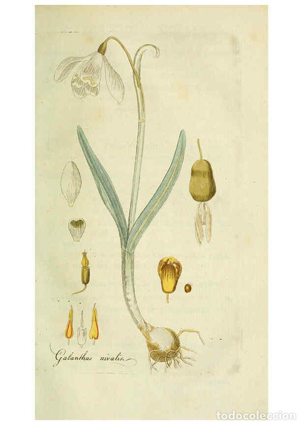 Collection Magazines and Newspapers: Reproducci&oacute;n/Reproduction 6033188138: Flora Europaea inchoata. fasc.1-7. Norimbergae :Ex Officina Ra