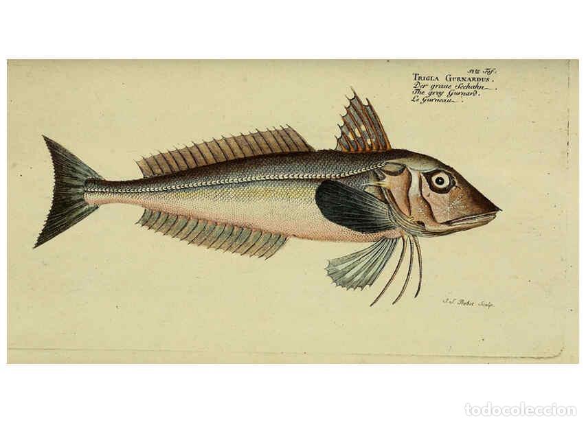 Collection Magazines and Newspapers: Reproducci&oacute;n/Reproduction 6032449319: D. Marcus Elieser Bloch's, aus&uuml;benden Arztes zu Berlin. Atlas.