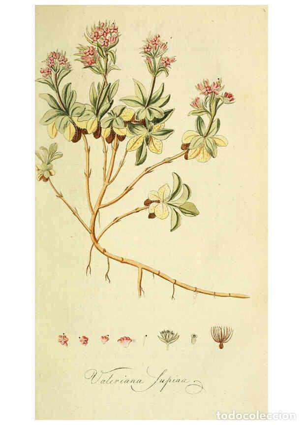 Collection Magazines and Newspapers: Reproducci&oacute;n/Reproduction 6033182174: Flora Europaea inchoata. fasc.1-7. Norimbergae :Ex Officina Ra