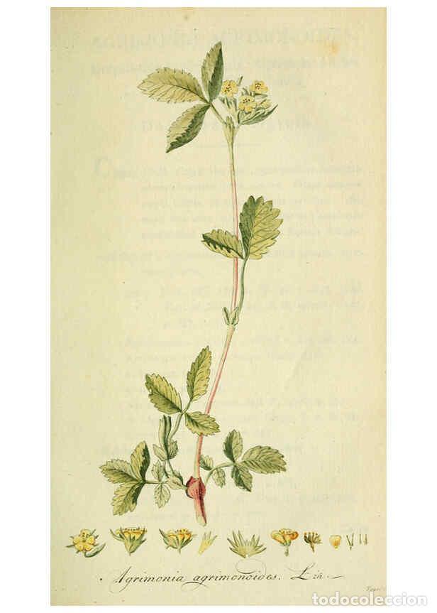 Collection Magazines and Newspapers: Reproducci&oacute;n/Reproduction 6032626615: Flora Europaea inchoata. fasc.1-7. Norimbergae :Ex Officina Ra