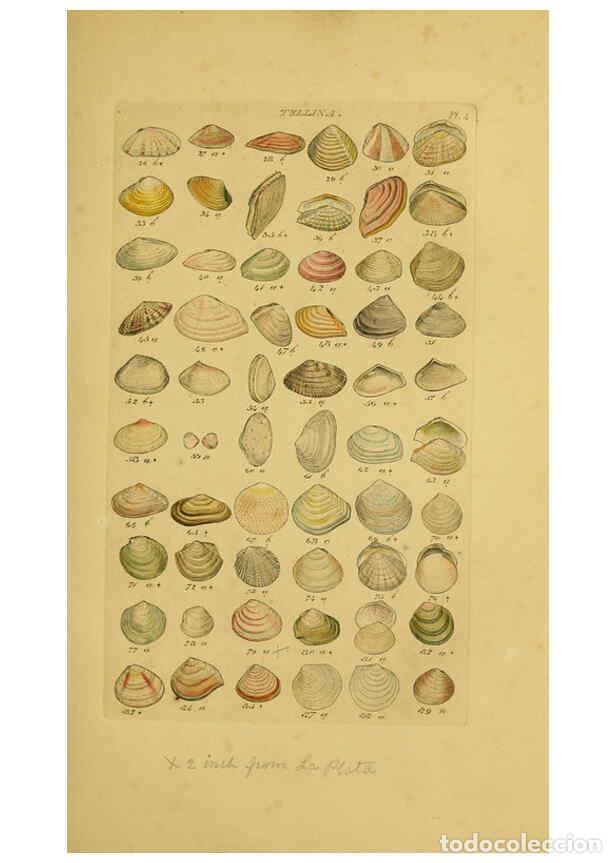 Collection Magazines and Newspapers: Reproducci&oacute;n/Reproduction 6073219346: Index testaceologicus London,Willis and Sotheran,1856 - Willia