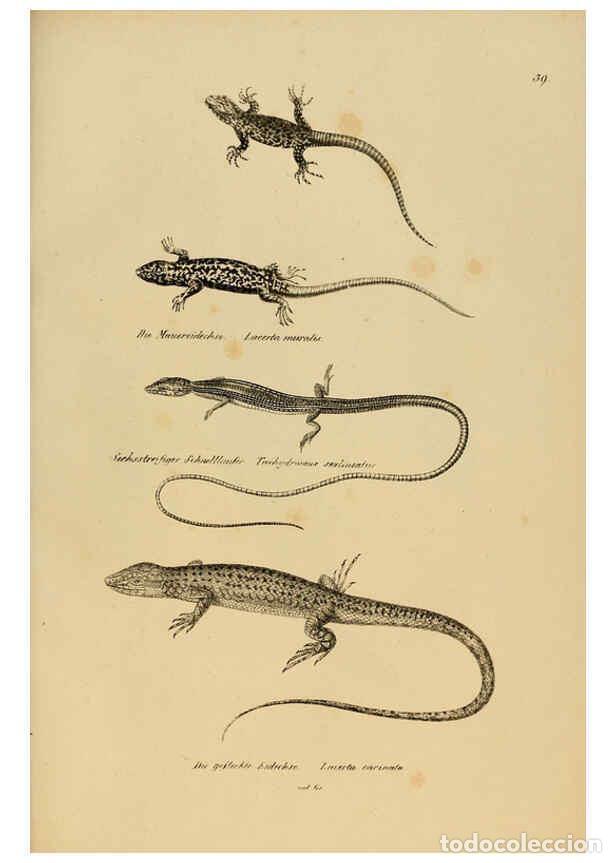 Collection Magazines and Newspapers: Reproducci&oacute;n/Reproduction 6059225361: Naturgeschichte und Abbildungen der Reptilien Schaffhausen :Au
