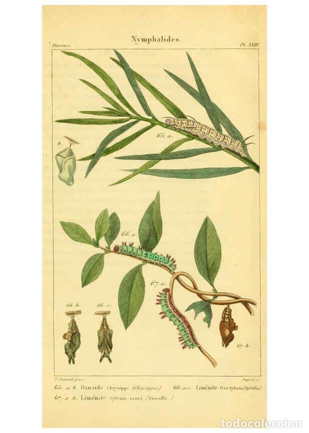 Collection Magazines and Newspapers: Reproducci&oacute;n/Reproduction 6059714408: Iconographie et histoire naturelle des chenilles Paris :G. Bai