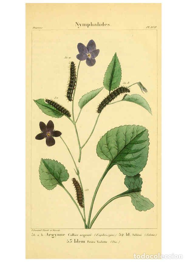 Collection Magazines and Newspapers: Reproducci&oacute;n/Reproduction 6059712576: Iconographie et histoire naturelle des chenilles Paris :G. Bai