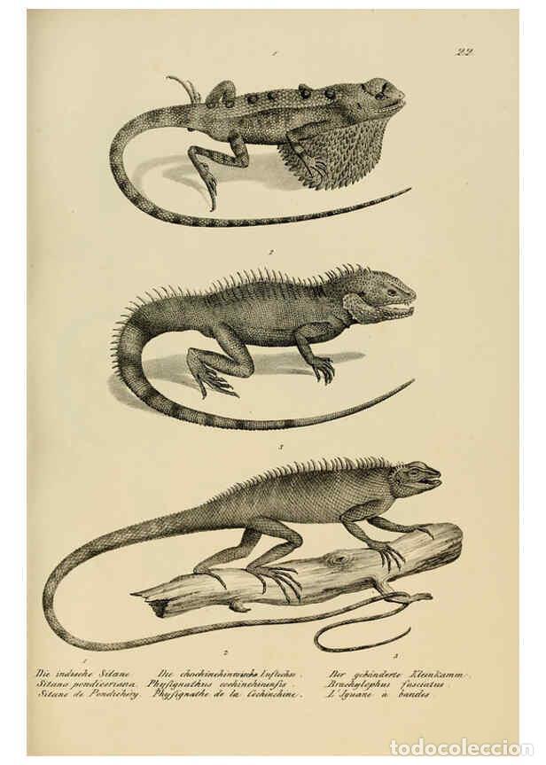Collection Magazines and Newspapers: Reproducci&oacute;n/Reproduction 6059221039: Naturgeschichte und Abbildungen der Reptilien Schaffhausen :Au