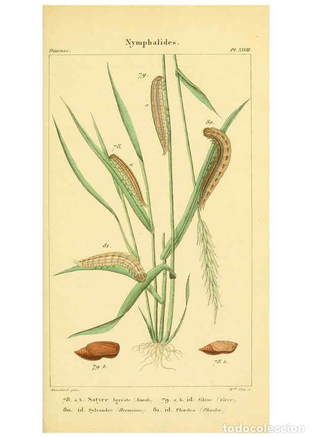 Collection Magazines and Newspapers: Reproducci&oacute;n/Reproduction 6059715872: Iconographie et histoire naturelle des chenilles Paris :G. Bai