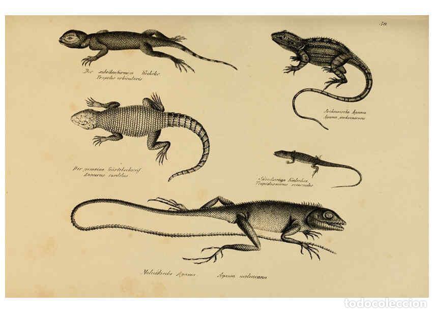 Collection Magazines and Newspapers: Reproducci&oacute;n/Reproduction 6059223185: Naturgeschichte und Abbildungen der Reptilien Schaffhausen :Au
