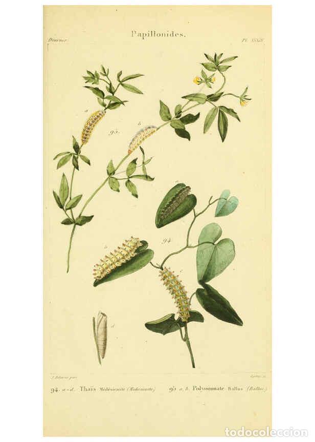 Collection Magazines and Newspapers: Reproducci&oacute;n/Reproduction 6059169837: Iconographie et histoire naturelle des chenilles Paris :G. Bai
