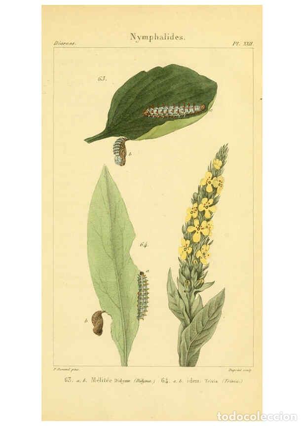 Collection Magazines and Newspapers: Reproducci&oacute;n/Reproduction 6059714192: Iconographie et histoire naturelle des chenilles Paris :G. Bai