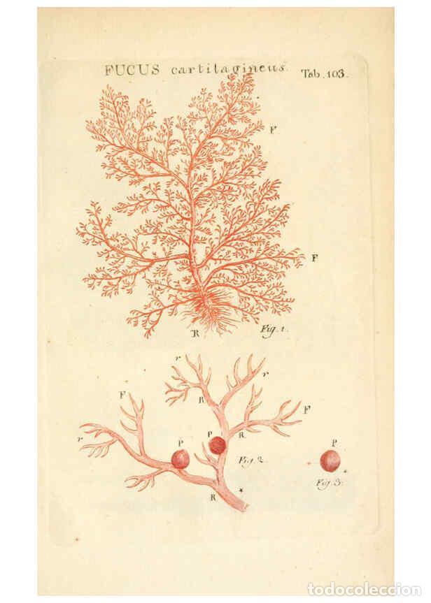 Collection Magazines and Newspapers: Reproducci&oacute;n/Reproduction 6059127243: Illustratio systematis sexualis Linnaeani Francofurti ad Moenu