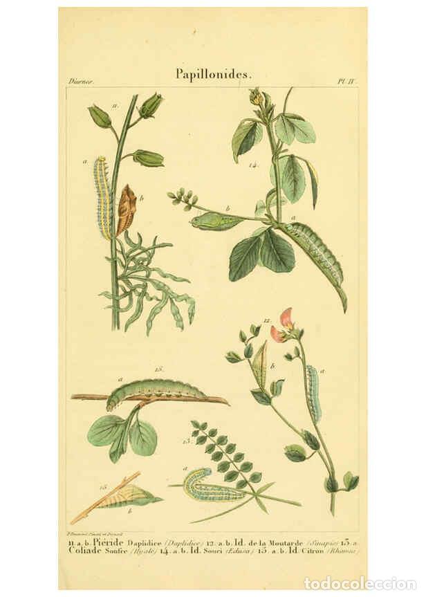 Collection Magazines and Newspapers: Reproducci&oacute;n/Reproduction 6059708694: Iconographie et histoire naturelle des chenilles Paris :G. Bai