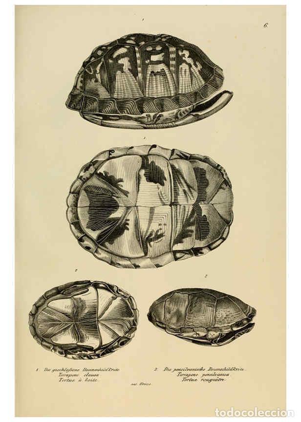 Collection Magazines and Newspapers: Reproducci&oacute;n/Reproduction 6059217181: Naturgeschichte und Abbildungen der Reptilien Schaffhausen :Au