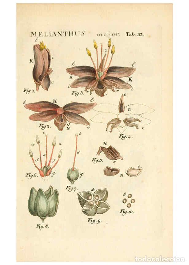 Collection Magazines and Newspapers: Reproducci&oacute;n/Reproduction 6059663804: Illustratio systematis sexualis Linnaeani Francofurti ad Moenu