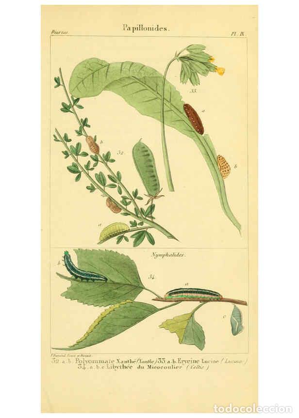 Collection Magazines and Newspapers: Reproducci&oacute;n/Reproduction 6059710142: Iconographie et histoire naturelle des chenilles Paris :G. Bai