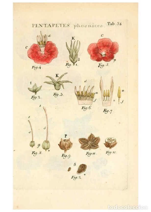 Collection Magazines and Newspapers: Reproducci&oacute;n/Reproduction 6059664898: Illustratio systematis sexualis Linnaeani Francofurti ad Moenu