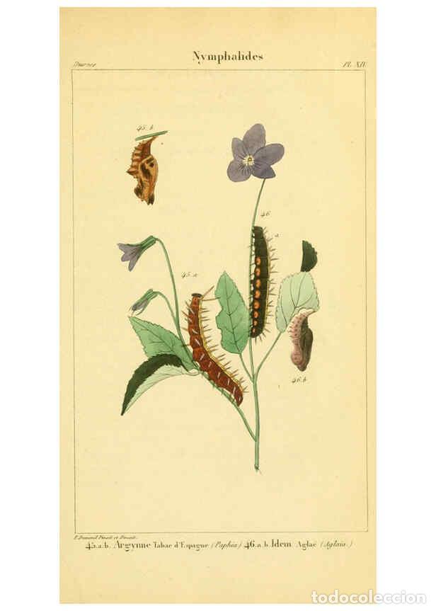 Collection Magazines and Newspapers: Reproducci&oacute;n/Reproduction 6059164139: Iconographie et histoire naturelle des chenilles Paris :G. Bai