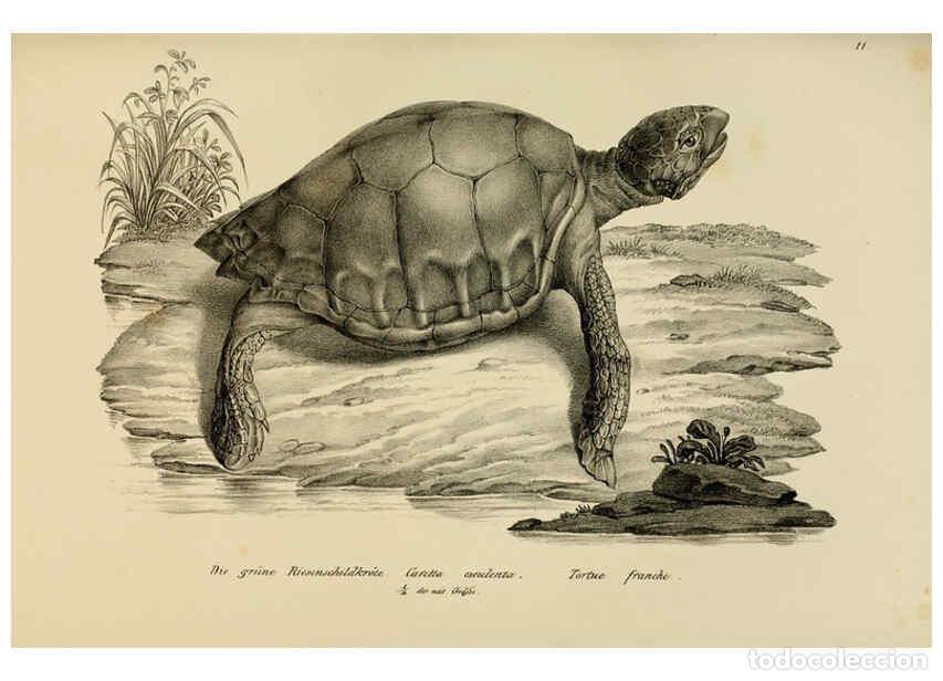 Collection Magazines and Newspapers: Reproducci&oacute;n/Reproduction 6059218519: Naturgeschichte und Abbildungen der Reptilien Schaffhausen :Au