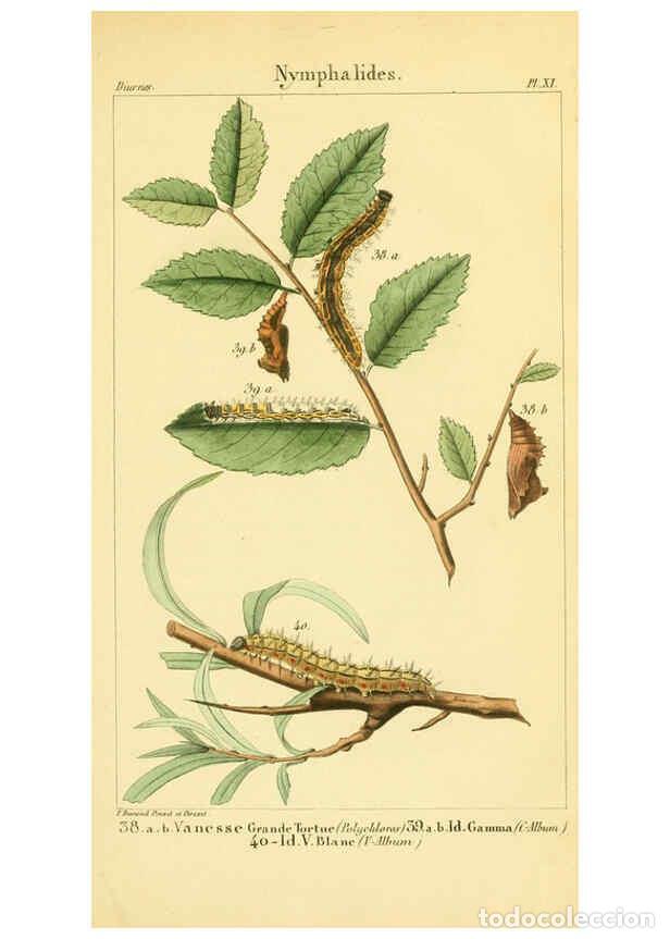 Collection Magazines and Newspapers: Reproducci&oacute;n/Reproduction 6059710676: Iconographie et histoire naturelle des chenilles Paris :G. Bai