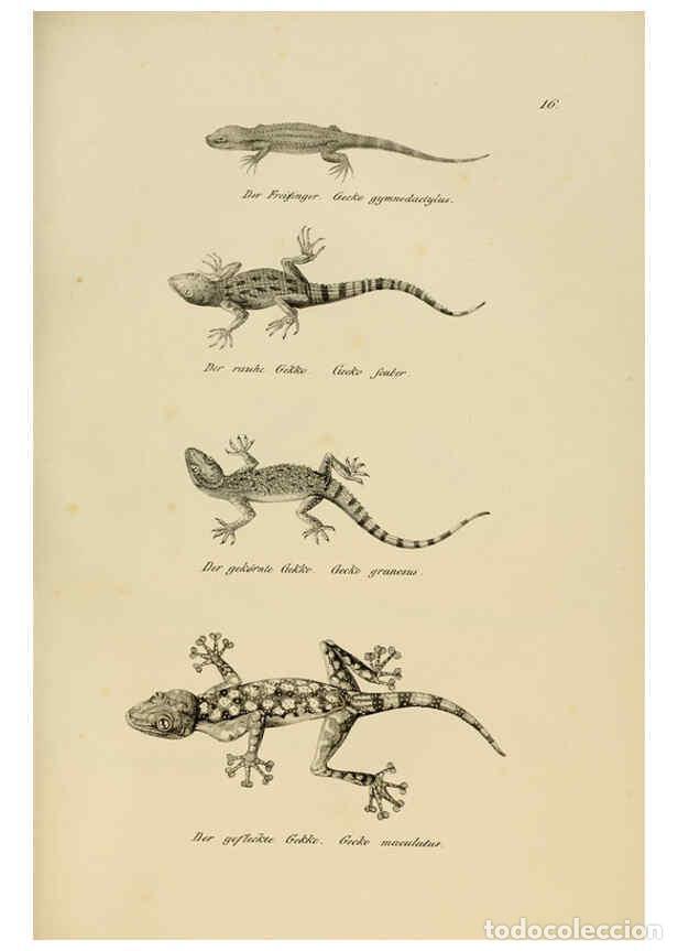 Collection Magazines and Newspapers: Reproducci&oacute;n/Reproduction 6059219601: Naturgeschichte und Abbildungen der Reptilien Schaffhausen :Au
