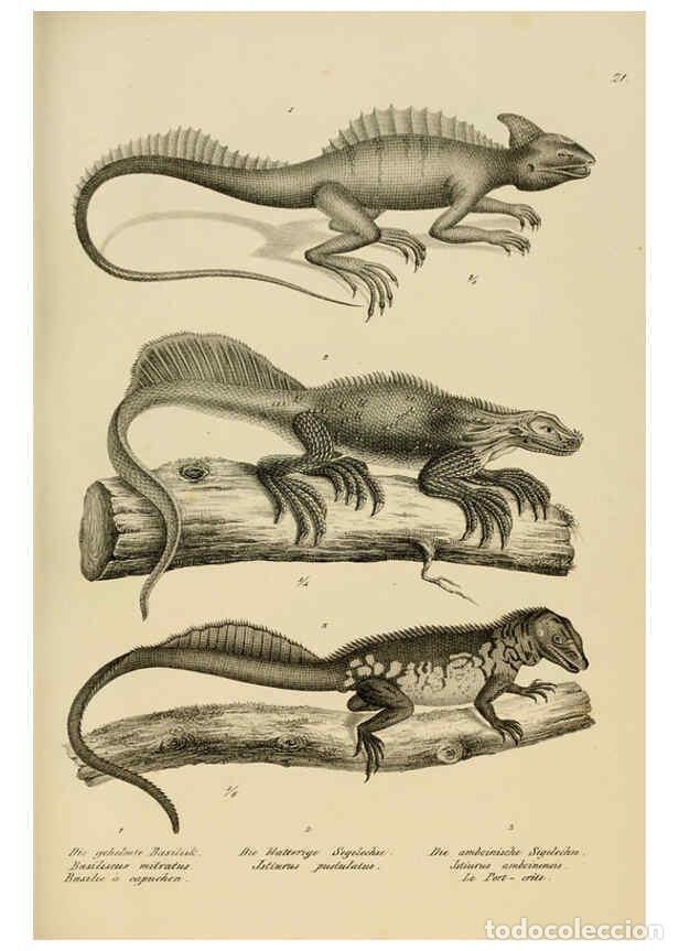 Collection Magazines and Newspapers: Reproducci&oacute;n/Reproduction 6059220863: Naturgeschichte und Abbildungen der Reptilien Schaffhausen :Au