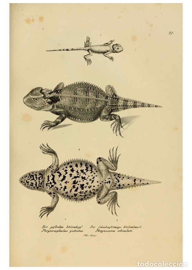 Collection Magazines and Newspapers: Reproducci&oacute;n/Reproduction 6059769512: Naturgeschichte und Abbildungen der Reptilien Schaffhausen :Au