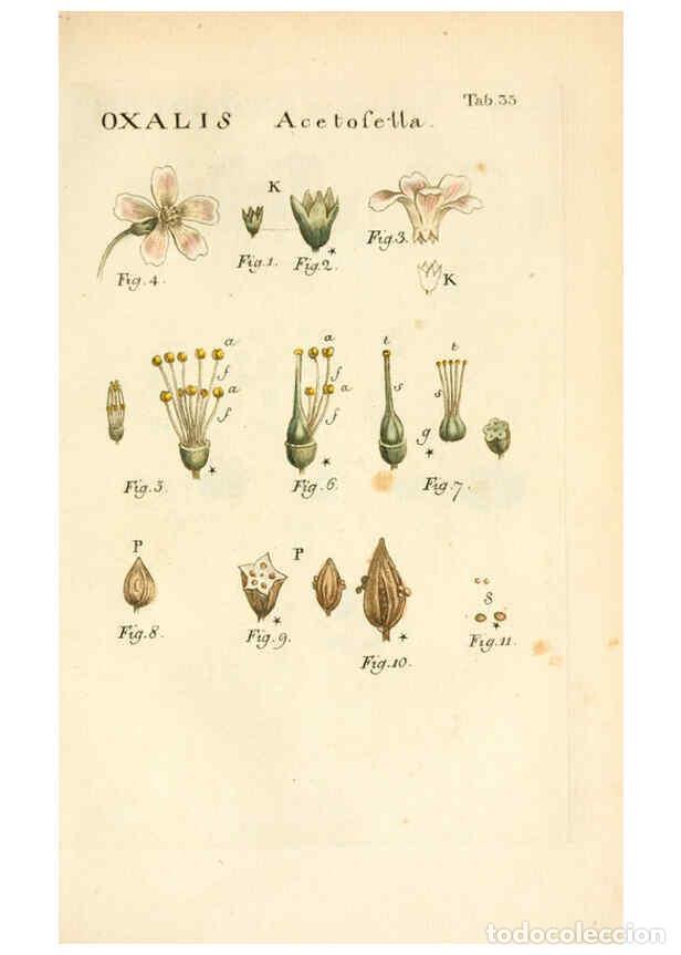 Collection Magazines and Newspapers: Reproducci&oacute;n/Reproduction 6059112001: Illustratio systematis sexualis Linnaeani Francofurti ad Moenu