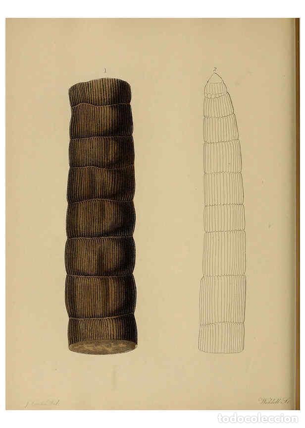 Collectionnisme de Revues et Journaux: Reproducci&oacute;n/Reproduction 6076950389: A pictorial atlas of fossil remains London :H.G. Bohn,1850 - G