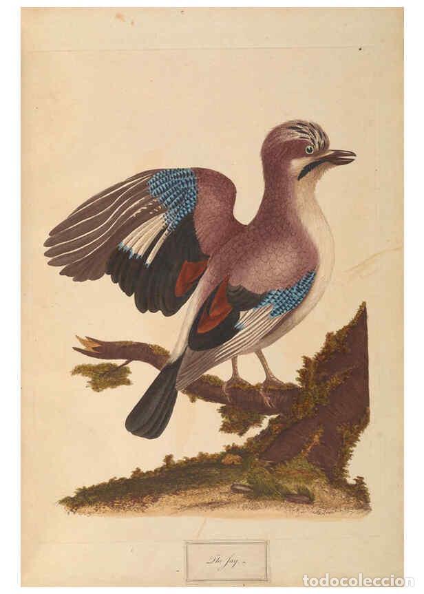 Collectionnisme de Revues et Journaux: Reproducci&oacute;n/Reproduction 6092774012: A natural history of British birds London :Printed for S. Hoop