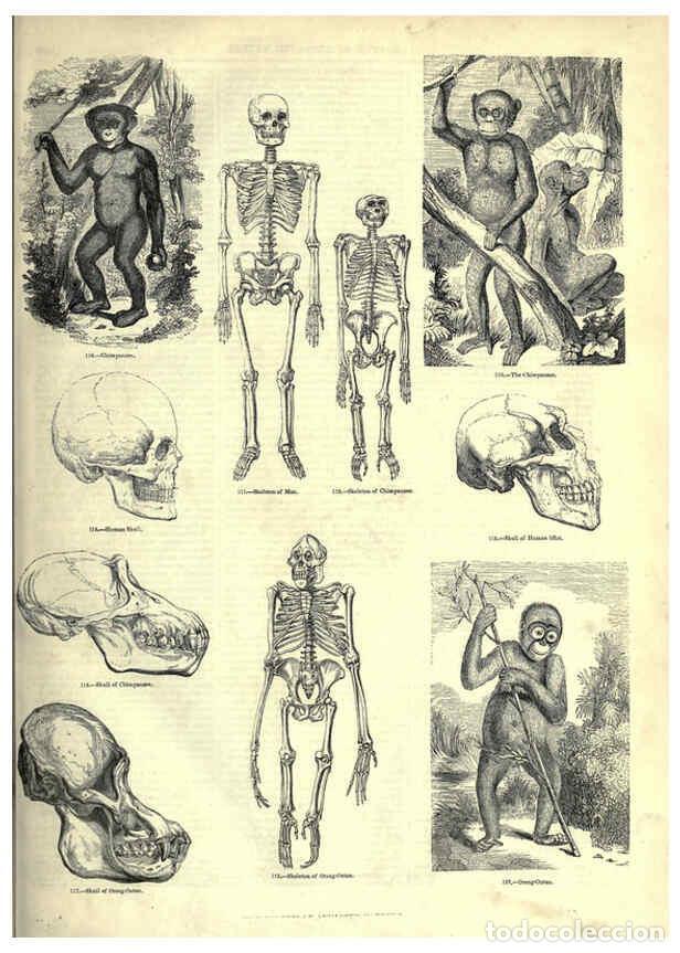 Collectionnisme de Revues et Journaux: Reproducci&oacute;n/Reproduction 6093006554: The pictorial museum of animated nature. v.1. London :C. Cox,[