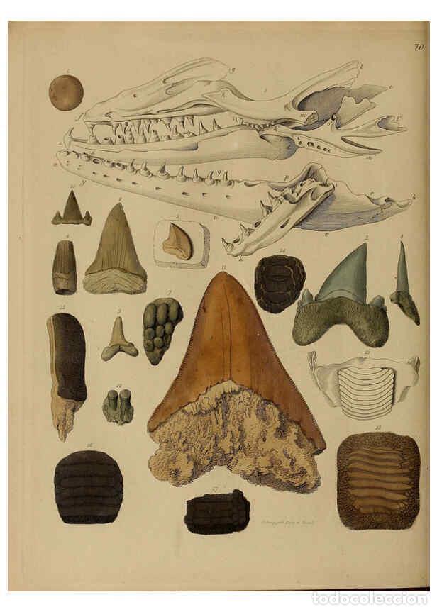 Collectionnisme de Revues et Journaux: Reproducci&oacute;n/Reproduction 6076972801: A pictorial atlas of fossil remains London :H.G. Bohn,1850 - G