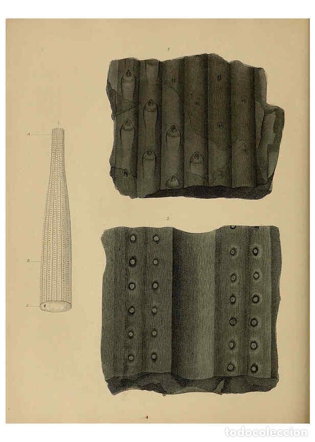 Collectionnisme de Revues et Journaux: Reproducci&oacute;n/Reproduction 6076951787: A pictorial atlas of fossil remains London :H.G. Bohn,1850 - G