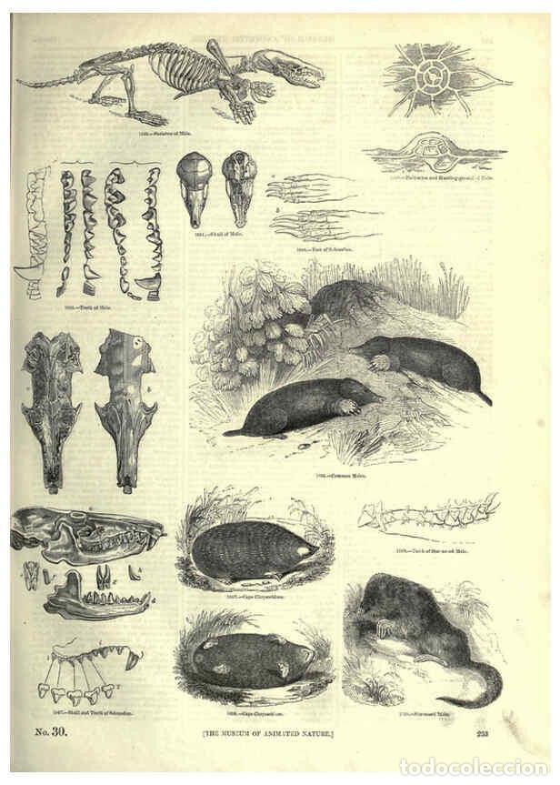 Collectionnisme de Revues et Journaux: Reproducci&oacute;n/Reproduction 6093034564: The pictorial museum of animated nature. v.1. London :C. Cox,[