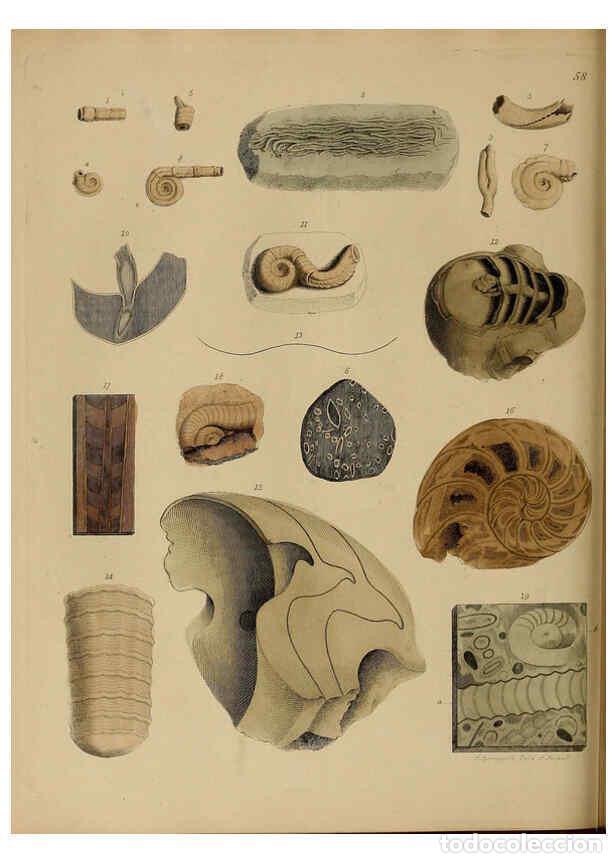 Collectionnisme de Revues et Journaux: Reproducci&oacute;n/Reproduction 6077507670: A pictorial atlas of fossil remains London :H.G. Bohn,1850 - G