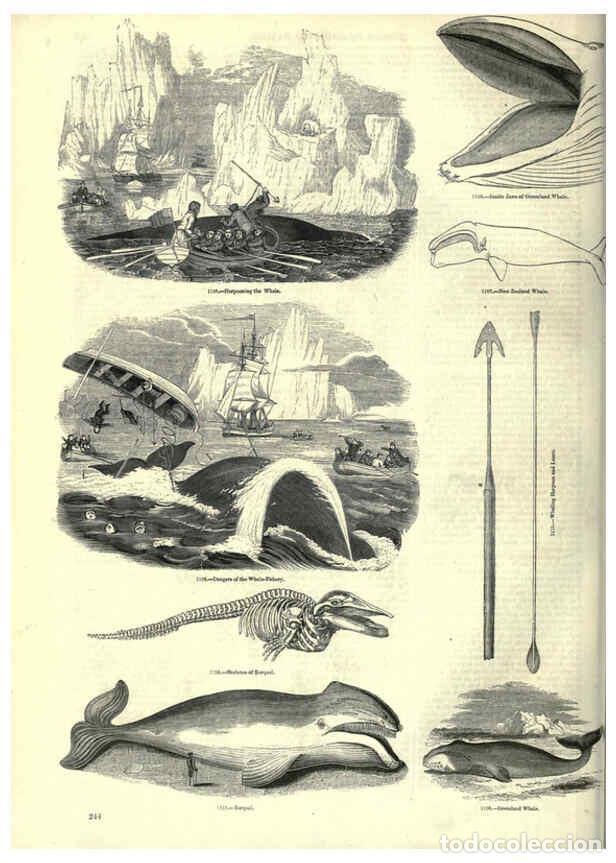 Collectionnisme de Revues et Journaux: Reproducci&oacute;n/Reproduction 6093036014: The pictorial museum of animated nature. v.1. London :C. Cox,[