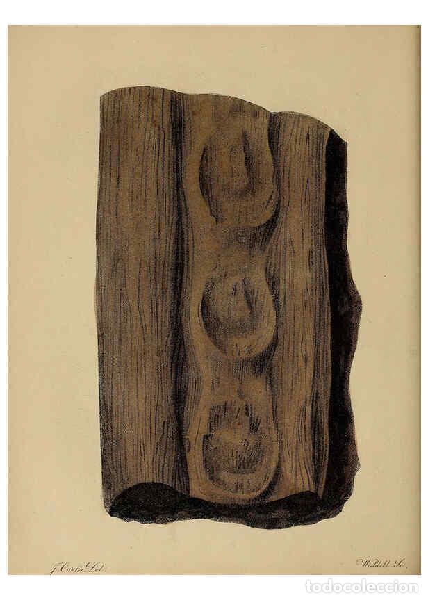 Collectionnisme de Revues et Journaux: Reproducci&oacute;n/Reproduction 6077497016: A pictorial atlas of fossil remains London :H.G. Bohn,1850 - G