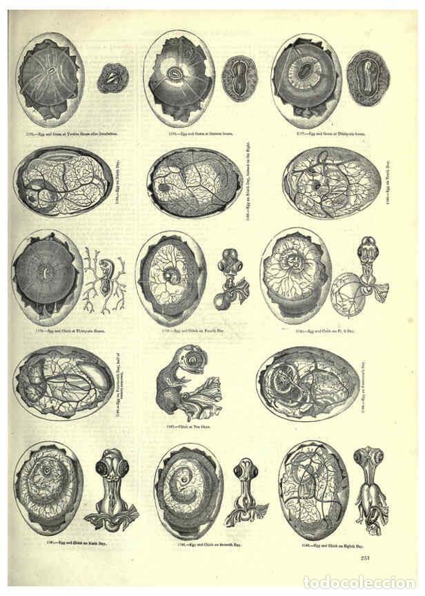 Collectionnisme de Revues et Journaux: Reproducci&oacute;n/Reproduction 6093037580: The pictorial museum of animated nature. v.1. London :C. Cox,[