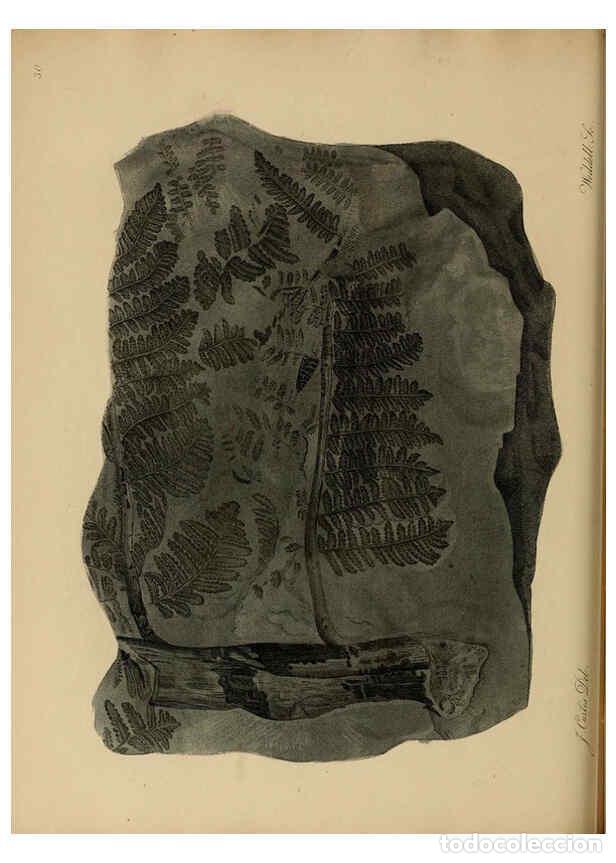 Collectionnisme de Revues et Journaux: Reproducci&oacute;n/Reproduction 6076960039: A pictorial atlas of fossil remains London :H.G. Bohn,1850 - G