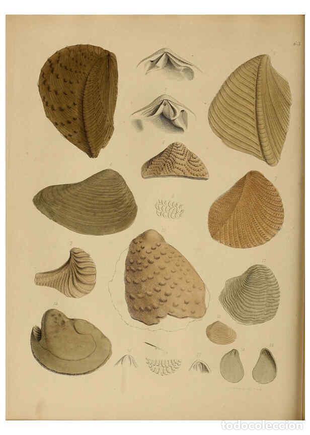 Collectionnisme de Revues et Journaux: Reproducci&oacute;n/Reproduction 6076970633: A pictorial atlas of fossil remains London :H.G. Bohn,1850 - G