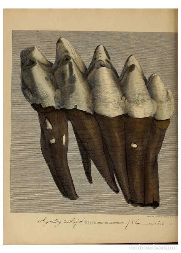 Collectionnisme de Revues et Journaux: Reproducci&oacute;n/Reproduction 6077512238: A pictorial atlas of fossil remains London :H.G. Bohn,1850 - G