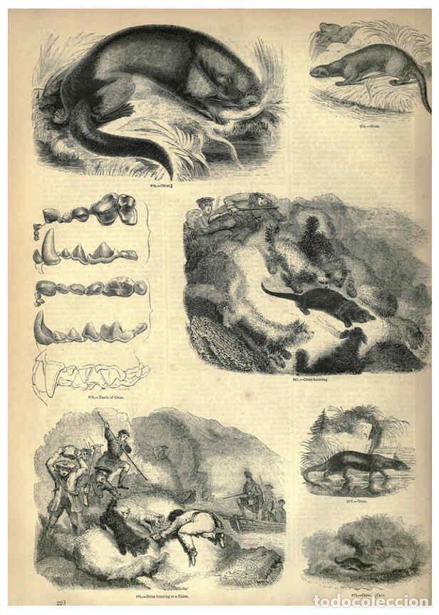 Collectionnisme de Revues et Journaux: Reproducci&oacute;n/Reproduction 6092492407: The pictorial museum of animated nature. v.1. London :C. Cox,[